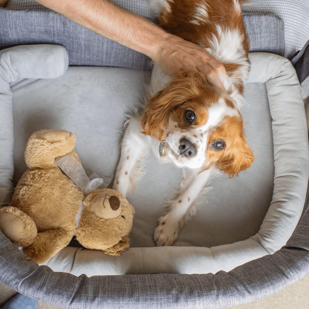Furmates Close2Me Compact Adjustable Pet Bed for Dogs and Cats